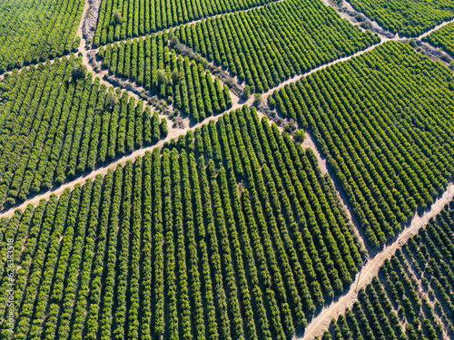 Aerial view of citriculture in Petorca in Chile, South America - plantation of citrus fruits photo