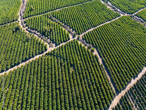 Aerial view of citriculture in Petorca in Chile, South America - plantation of citrus fruits