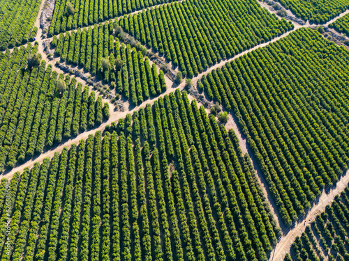 Aerial view of citriculture in Petorca in Chile, South America - plantation of citrus fruits