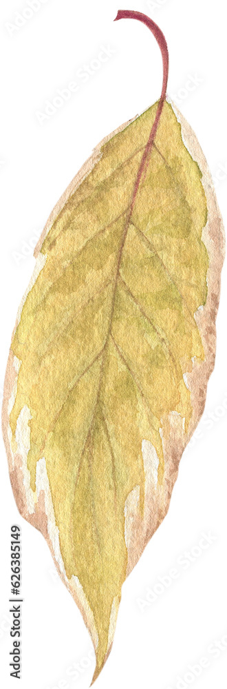 Fototapeta premium Bright autumn leaves on a branch with seeds and berries, painted in watercolor on a white background. Plant elements for creating postcards, invitations. patterns and packaging.