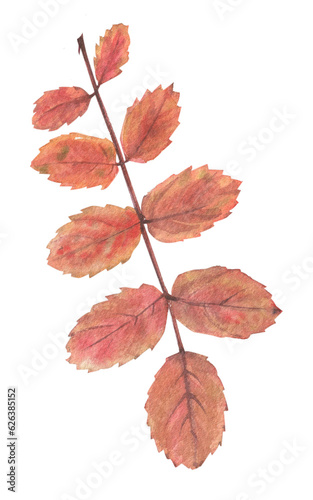 Bright autumn leaves on a branch with seeds and berries  painted in watercolor on a white background. Plant elements for creating postcards  invitations. patterns and packaging.