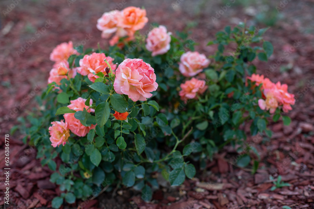 A blooming rose bush A blooming rose bush