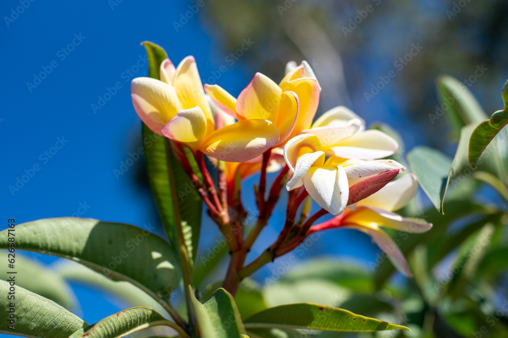 Fototapeta premium Plumeria flower