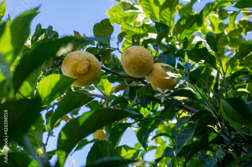 Ripe lemons on a tree