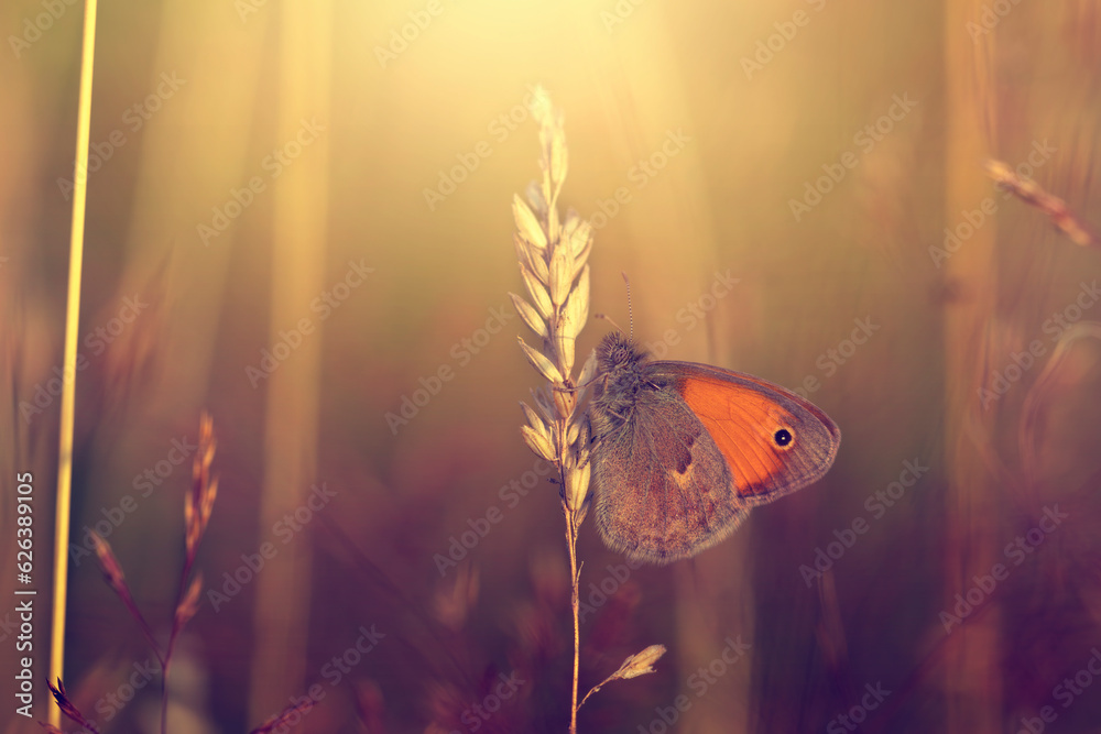 Motyl Strzępotek ruczajnik (Coenonympha pamphilus), letnia polana z motylami - obrazy, fototapety, plakaty 