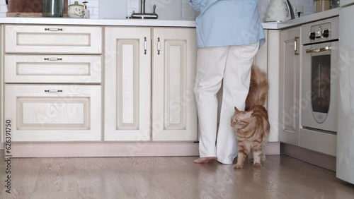 cozy home setting, a woman cleans her kitchen, captured from behind, as her charming red-furred feline companion seeks attention and a treat by nuzzling her feet.