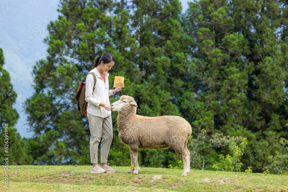 Tourist woman feed sheep in Qingjing Farm Tourist woman feed sheep in Qingjing Farm