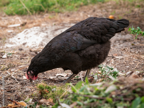 Detalhe de galinha preta a comer pequenas areias, animal criação caseira e biológica. photo