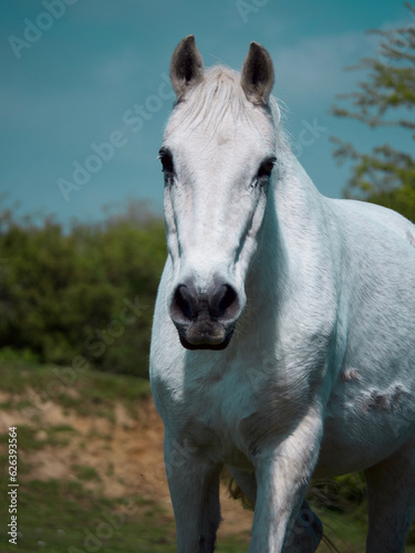 Fototapeta Naklejka Na Ścianę i Meble -  white horse