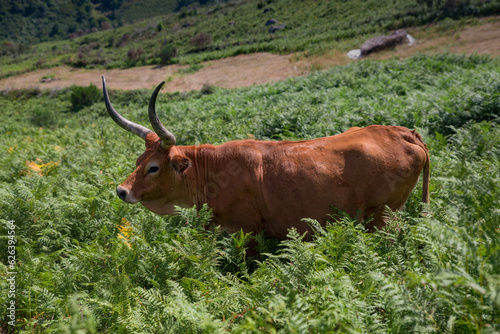 Detalhe de vaca castanha com cornos grandes a pastar na montanha.