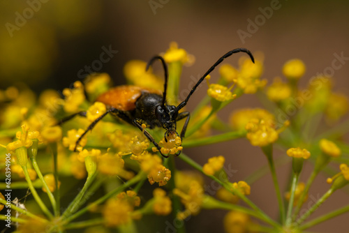 Longhorn beetle on a dill © Branislav Vlajic