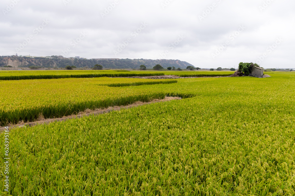 Fresh raw paddy rice field