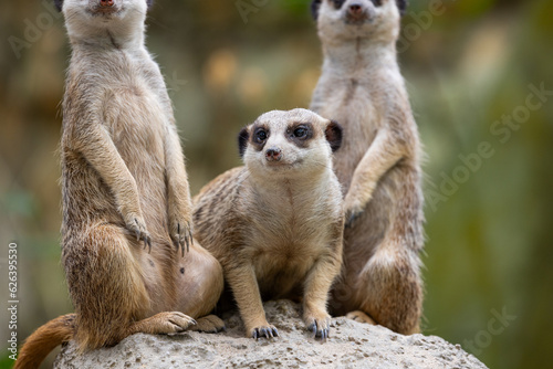 Group of Meerkat and stand on the rock