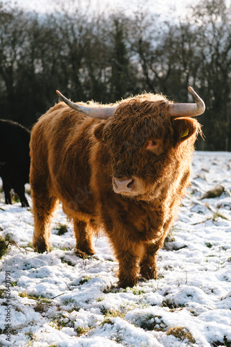 Highland cow looking off with the winter sun behind him and snow on the ground
