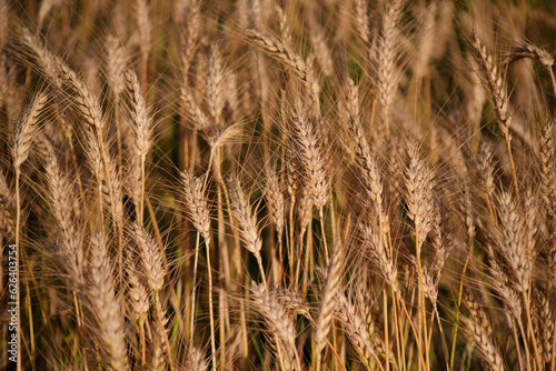 golden wheat field. harvest