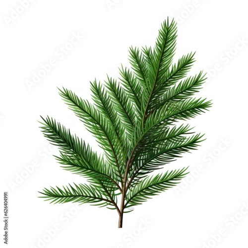 Spruce branch green fir isolated