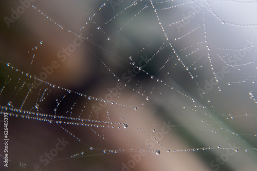 A spider web with dew drops on it