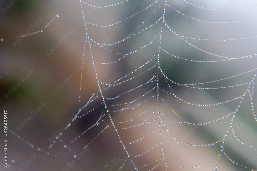 A cobweb with dew drops on it