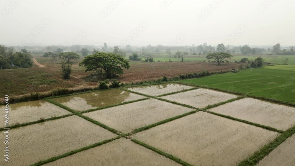 Drone view of some wet rice fields Drone view of some wet rice fields
