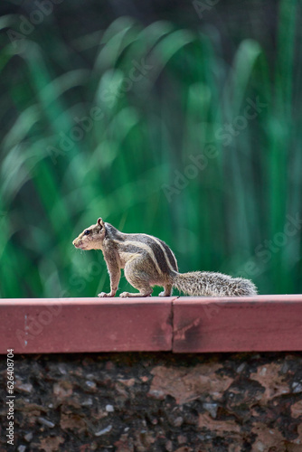 Squirrel is sitting on a wall