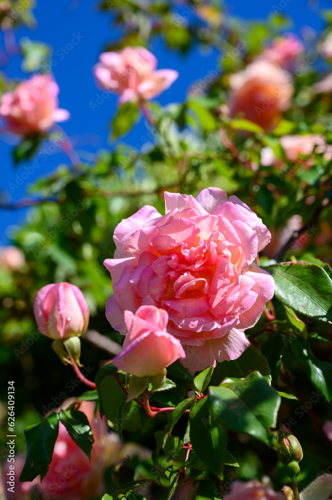 Blossom of pink rose flowers growing in old castle garden in Provence, France, in sunny day Blossom of pink rose flowers growing in old castle garden in Provence, France, in sunny day