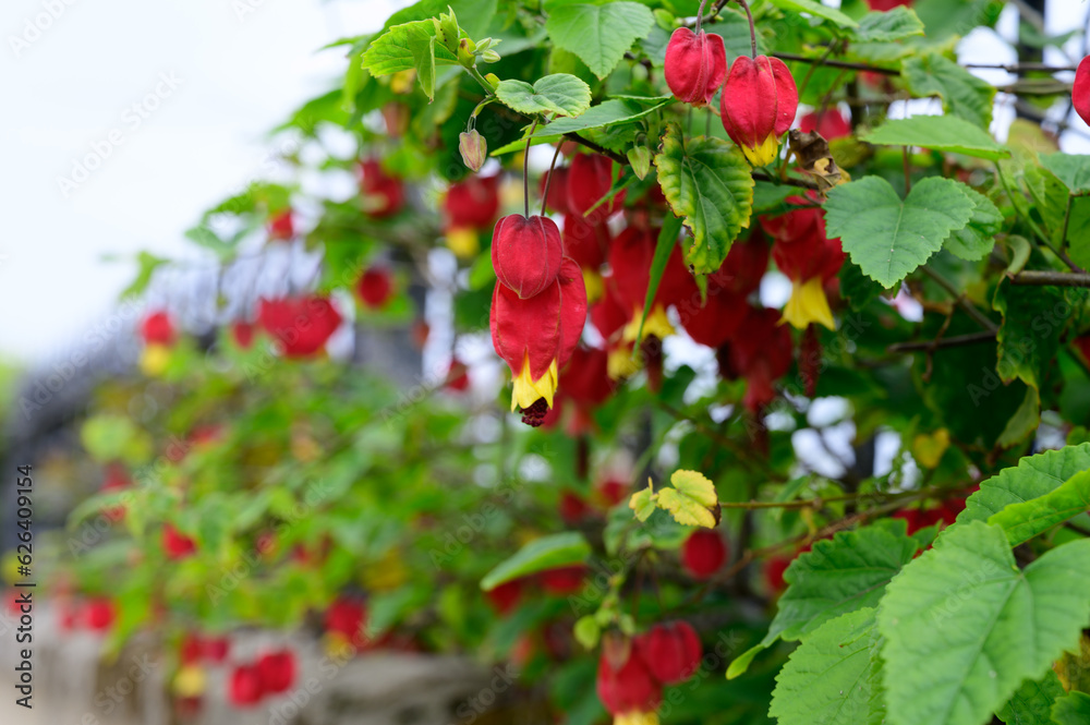 Obraz premium Callianthe megapotamica, trailing abutilon flowering plant species of Abutilon native to Argentina, Brazil and Uruguay