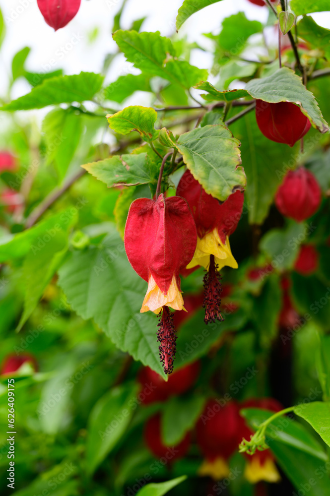 Callianthe megapotamica, trailing abutilon flowering plant species of Abutilon native to Argentina, Brazil and Uruguay Callianthe megapotamica, trailing abutilon flowering plant species of Abutilon native to Argentina, Brazil and Uruguay