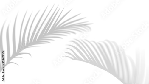 Shadow Plant leaf palm