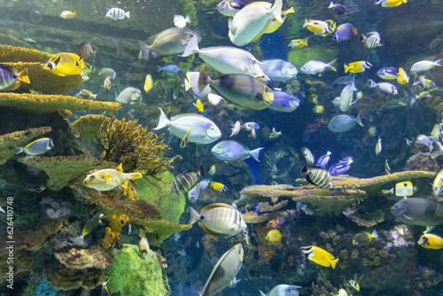 Photography fish in aquarium
