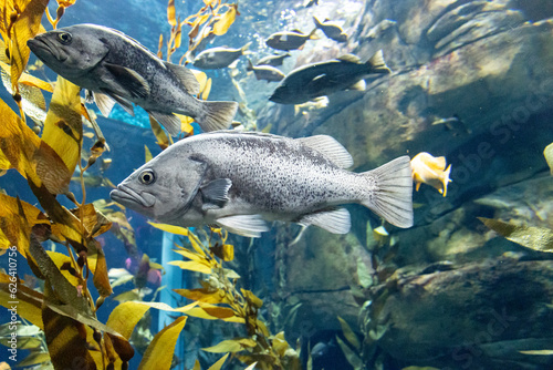Photography fish in aquarium
