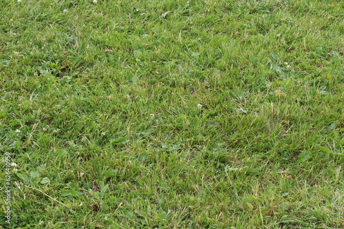 Natural, green grass, wildflowers, plants on a manicured lawn in the city