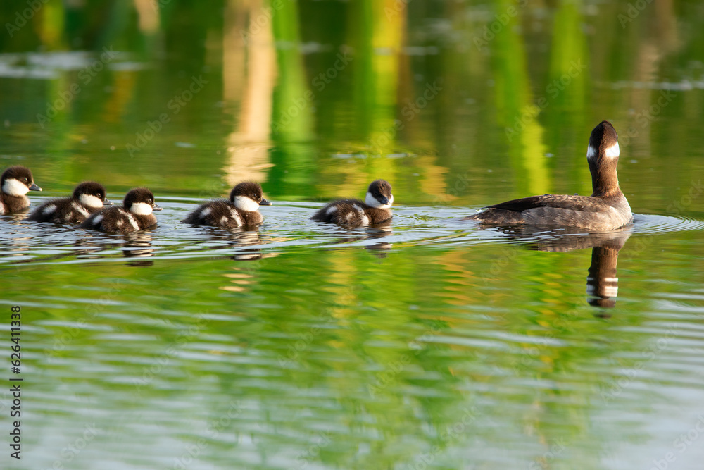 Mom bufflehead duck with ducklings in the water among reeds. Mom bufflehead duck with ducklings in the water among reeds.