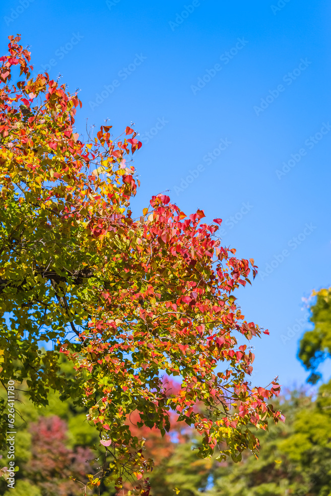 名城公園内の紅葉　愛知県名古屋市