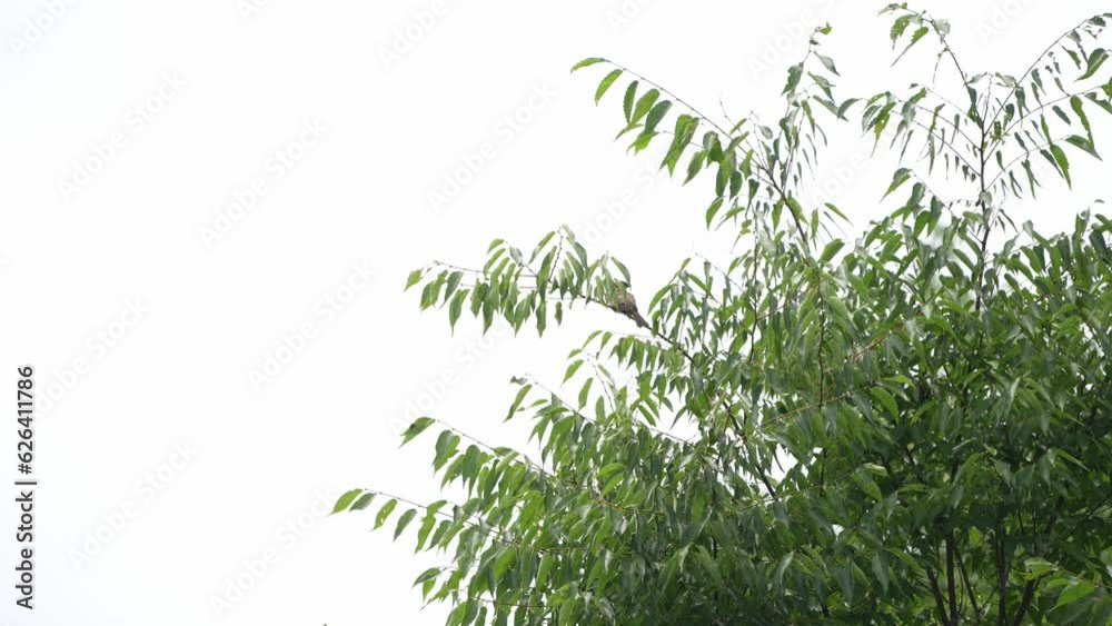 eurasian tree sparrow in a forest eurasian tree sparrow in a forest