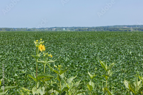 A blooming cup plant in front of a soybean field on a farm.