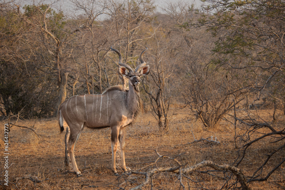 La belleza de un antílope en Sud África La belleza de un antílope en Sud África