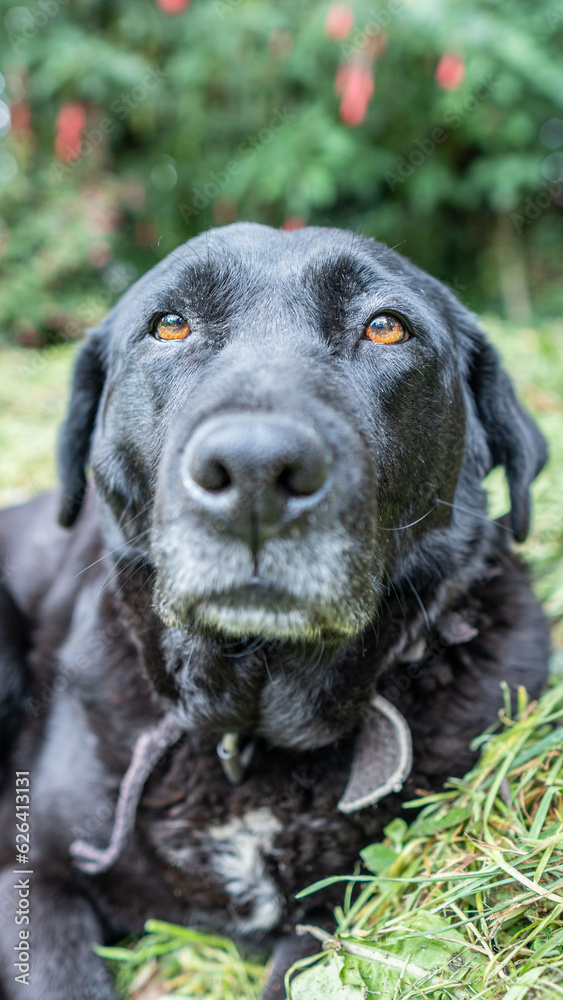 close-up of black labrador dog lying on the grass, calm, a sunny day in the yard of the house, vertical photo