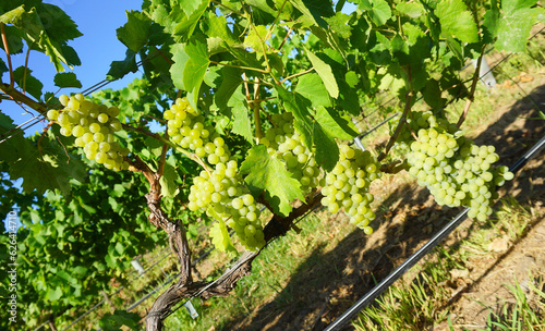 Grape plant with bunches of white grape in the sun on a blue sky and vineyard backgroind in Tenerife, Canary Islands, Spain 