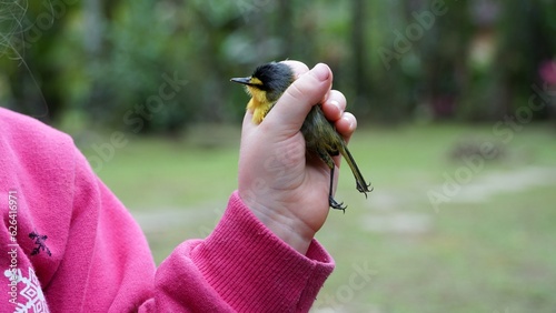 Criança segurando em suas mãos o pássaro teque-teque, também conhecido como Ferreirinho,  que encontrou morto às margens da estrada. photo