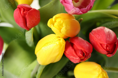 Beautiful colorful tulip flowers as background  closeup