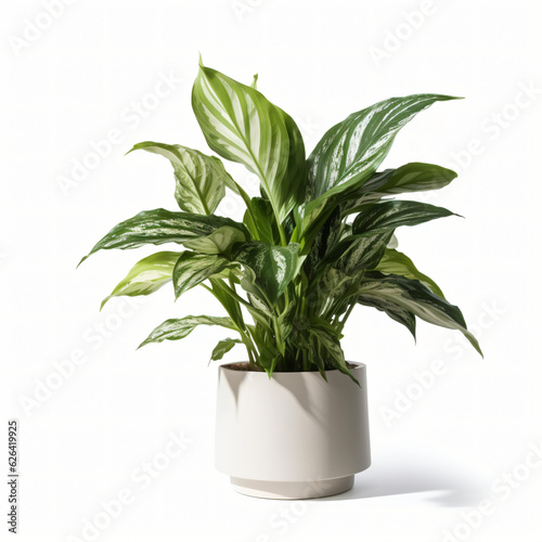 green plant in a white flowerpot isolated on white