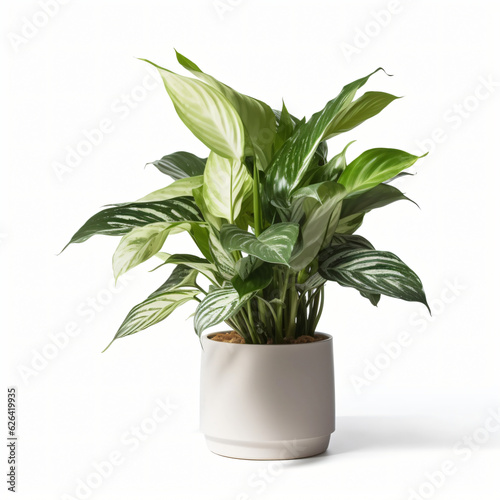 green plant in a white flowerpot isolated on white
