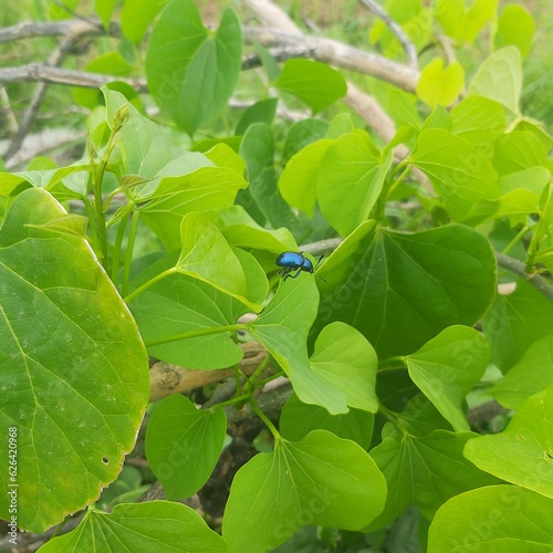 A small blue bug perched on a leaf in the forest. 