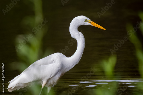 Great Egret fishing in a wetland pond in Roswell Georiga.