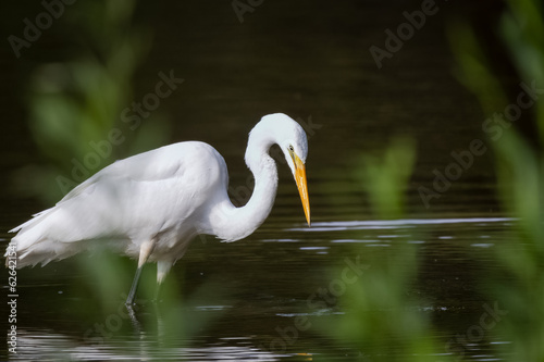 Great Egret fishing in a wetland pond in Roswell Georiga. photo