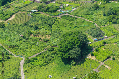 岐阜のマチュピチュ 天空の茶畑（岐阜県揖斐川町）