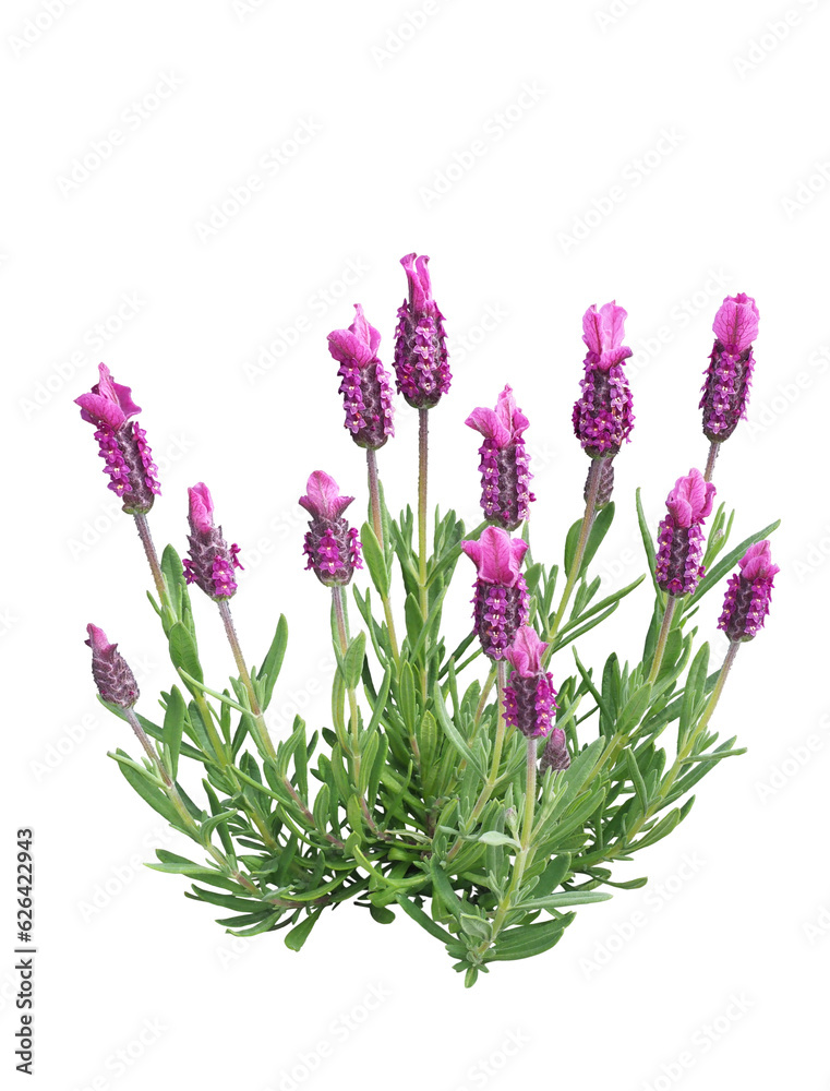 Fototapeta premium ラベンダー（フレンチラベンダー）3月撮影