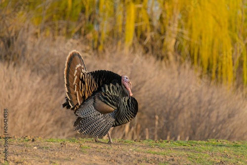 Colorful American wild turkey(s) display brilliant plumage as they compete for mates and forage for food.