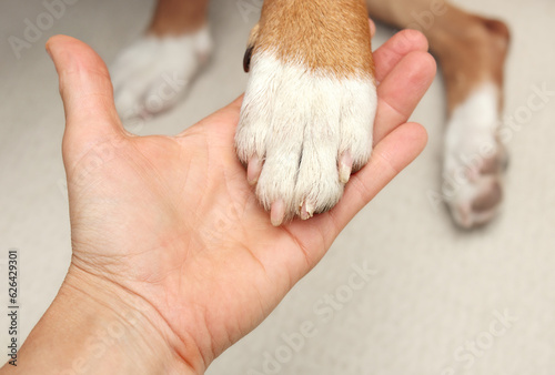 Fototapete Broken dog nail examination by owner or veterinarian