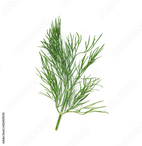 Fresh dill isolated on white background